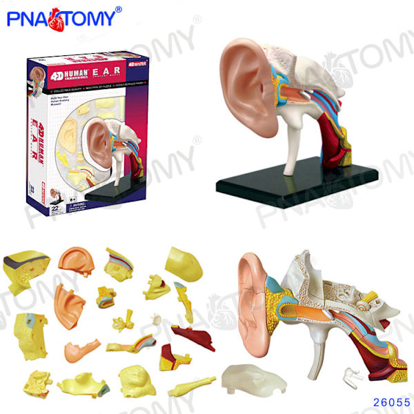 4D MASTER IHMISEN ANATOMISET MALLIT DIY-LELUT KEHON ANATOMIAN OPETUSTYÖKALU AIVOT SYDÄN LUUROKO KORVA VARTALO KÄSI NENÄ POLVINIVEL SILMÄ Brain 32Parts