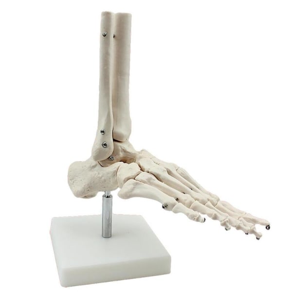 medicinskt mänskligt skelett fot ben anatomi modell Fot och fotled med skaft ben anatomisk modell grå anatomi