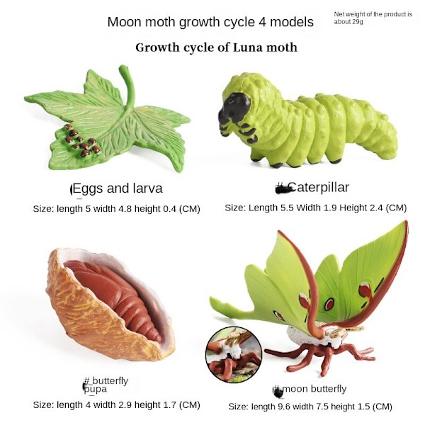 Simulering Insekt Djur Livscykel Modell Månguden Månefjäril Grön Svans Månformad Silkesmask Fjäril Barn Pedagogisk Leksak Gåva elephant turtle growth cycle 4 sets
