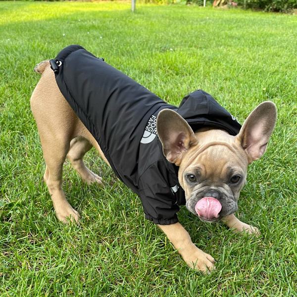 Höst Vinter Husdjur Hund Vattentät Varm Jacka Bomull Hooded Jacka The Dog Face Små Hundar Katt Reflex Husdjurskläder Vinterjacka Red M