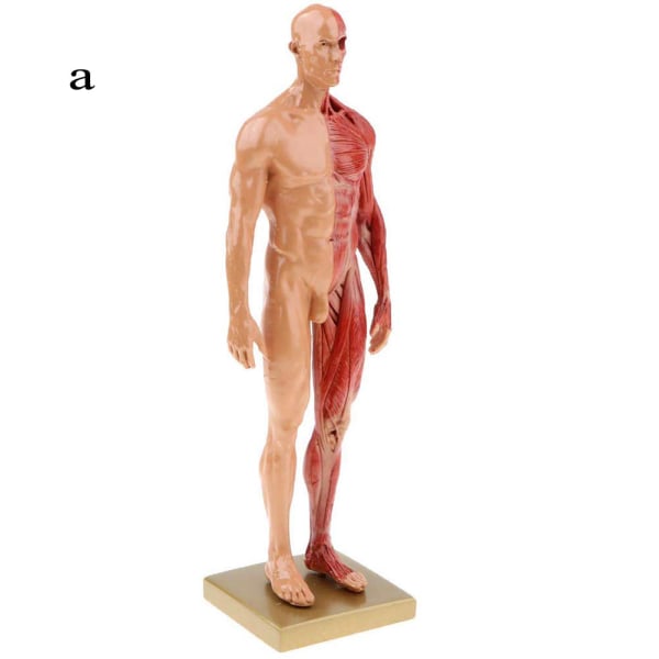 30 cm Resin Human Anatomy Muscle Skelett Model Dropshipping male