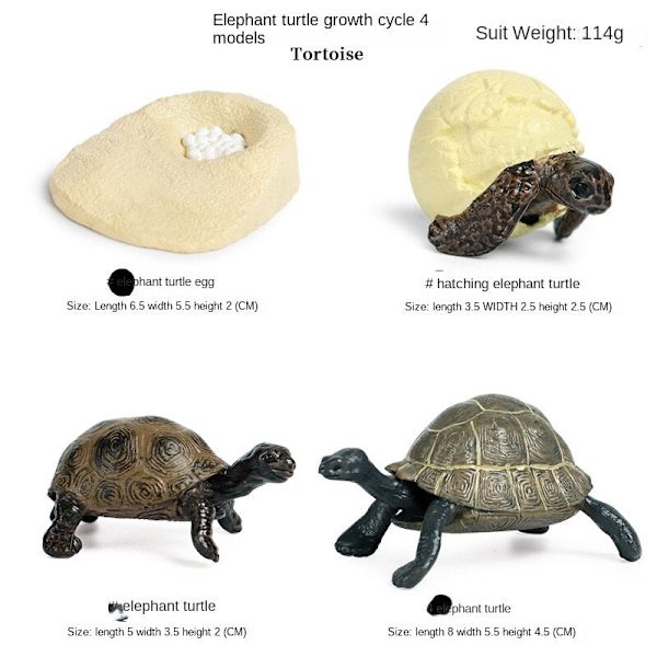 Simulering Insekt Djur Livscykel Modell Månguden Månefjäril Grön Svans Månformad Silkesmask Fjäril Barn Pedagogisk Leksak Gåva elephant turtle growth cycle 4 sets