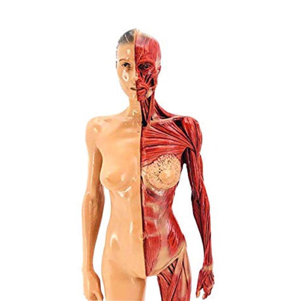 30 cm Resin Human Anatomy Muscle Skelett Model Dropshipping male