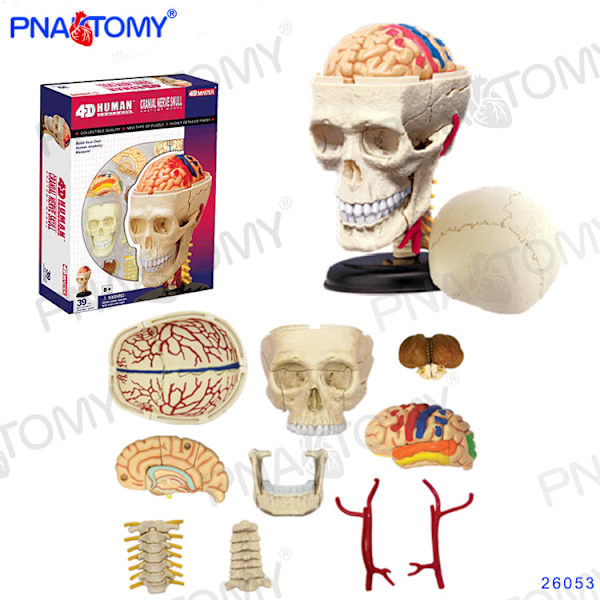 4D MASTER IHMISEN ANATOMISET MALLIT DIY-LELUT KEHON ANATOMIAN OPETUSTYÖKALU AIVOT SYDÄN LUUROKO KORVA VARTALO KÄSI NENÄ POLVINIVEL SILMÄ Brain 32Parts