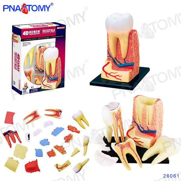 4D MASTER IHMISEN ANATOMISET MALLIT DIY-LELUT KEHON ANATOMIAN OPETUSTYÖKALU AIVOT SYDÄN LUUROKO KORVA VARTALO KÄSI NENÄ POLVINIVEL SILMÄ Brain 32Parts