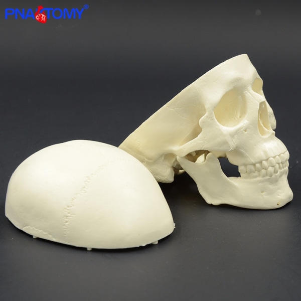 Mini skalle modell mänskligt anatomiskt huvud medicinsk modell billig skalle anatomi modell bekvämt PVC läromedel målning skulptera används colored mini skull