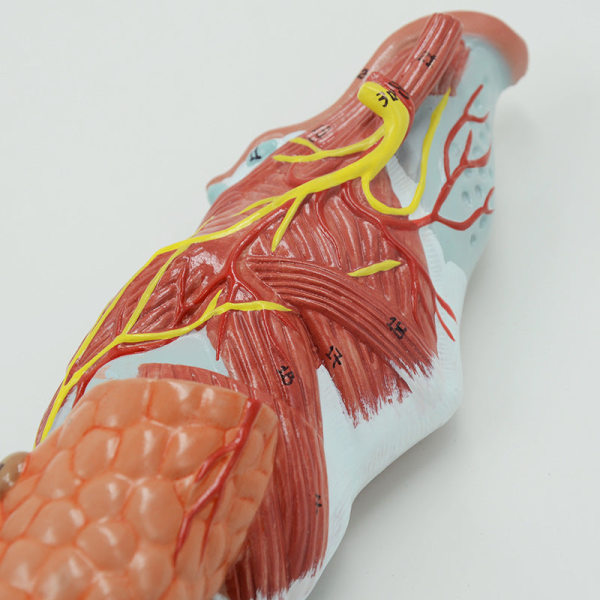 Människomodell Medicinsk Mänsklig larynxmuskel Larynxbrosk Hals Hals Oral sköldkörtel Anatomi Modell Läromedel Ent