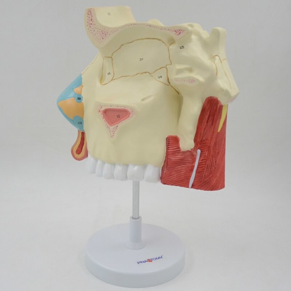 3 gånger förstorad näshålamodell Människonäsa Anatomisk modell Olfaktorisk epitel Nässkiljevägg Anatomi Medicinskt läroverktyg