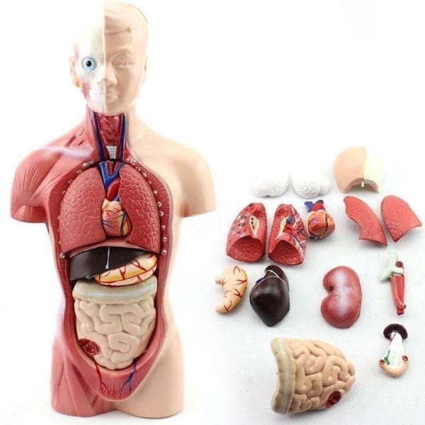 28 cm Människokroppsmodell Anatomi Anatomi Hjärta Hjärna Skelett Medicinska inre organ Undervisningsmaterial