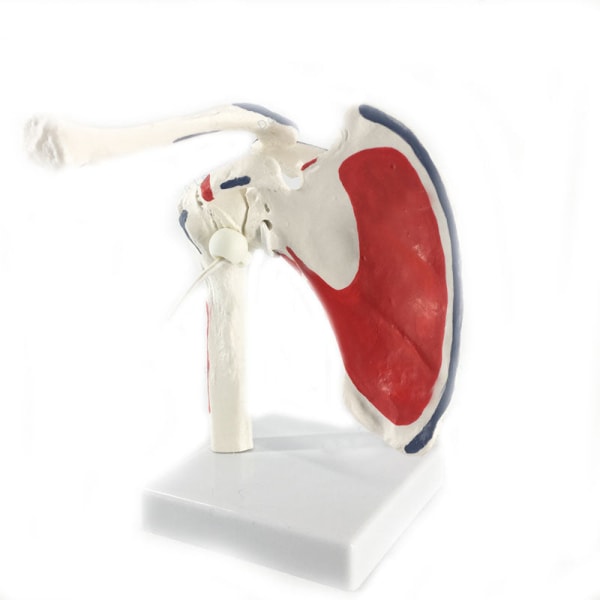 Mänsklig axelled Anatomimodell Medicinsk vetenskap Undervisningsresurser Dropshipping