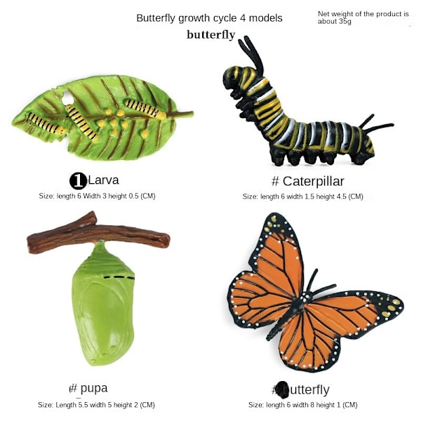 Simulering Insekt Djur Livscykel Modell Månguden Månefjäril Grön Svans Månformad Silkesmask Fjäril Barn Pedagogisk Leksak Gåva Moon moth growth cycle (4 sets)