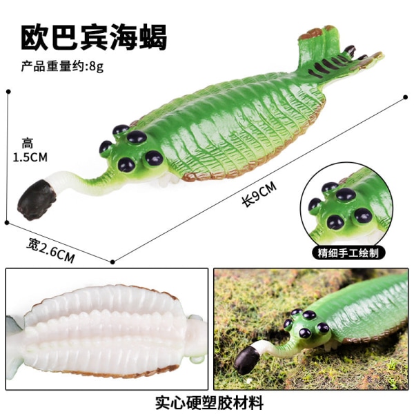 Marin djurmodell Förhistorisk trilobit räkor Krysantemum och sten Kambrium Nautilidae Tallrik Fotkrabba Barn Undervisning leksaksmodell M-1526 right angle Stone