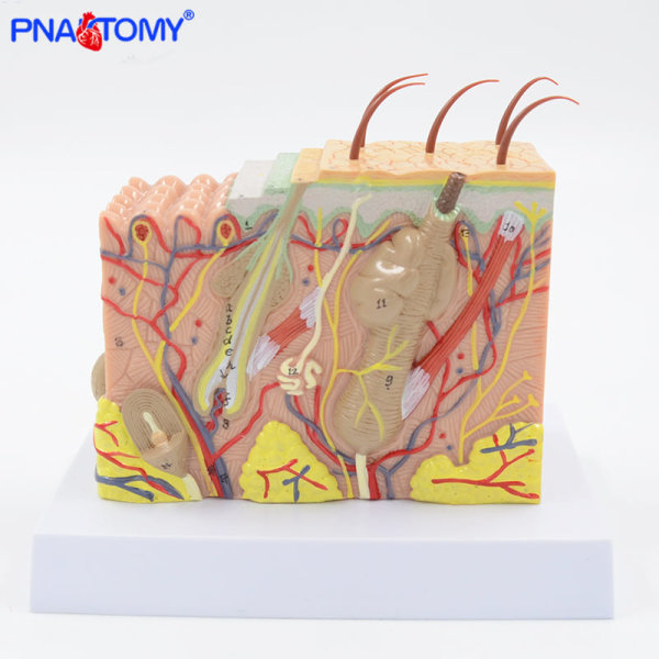 Människohudsmodell Avtagbar gör-det-själv-pedagogisk utrustning med manuell 4D MASTER-förstorad hudstruktur 19 st Undervisningsresurser suture skin