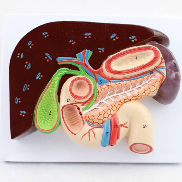 Mänsklig lever Duodenum Mjälte Anatomi Modell Medicinsk vetenskap Undervisningsresurser