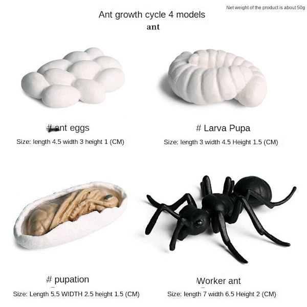 Simulering Insekt Djur Livscykel Modell Månguden Månefjäril Grön Svans Månformad Silkesmask Fjäril Barn Pedagogisk Leksak Gåva Moon moth growth cycle (4 sets)