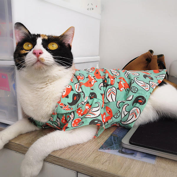 Lemmikkieläinten vaatteet Sarjakuva Havaiji Puuvillapaita Ohut Kissapaita Orange Fox shirt S