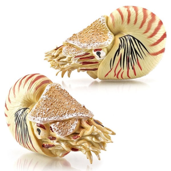 Simulering Marin Djurmodell Eremitkräfta Nautilus Akvarium Ornament Figurer Actionfigurer Barn Pedagogisk Leksak Gåva B