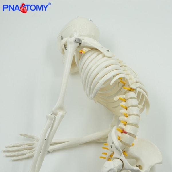 85 cm mänskligt skelettmodell med flexibel ryggrad Armar och ben Nerver Artär Anatomiska modeller Mänskligt bäckenben Medicinsk undervisning