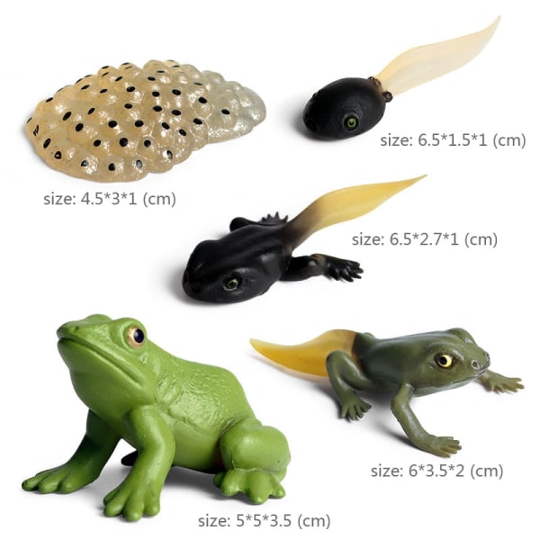 Kognitiva pedagogiska leksaker för barn Simulering Djur Insektsmodell Minidjur Fjäril Tillväxtcykel Ornament Insect growth