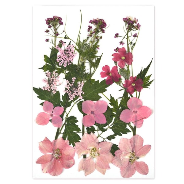 1 Förpackning Torkade Blommor Harts Naturliga Blomsterdekaler Torkad Skönhetsdekal För DIY Epoxiharts Fyllning Smyckesdekoration 05