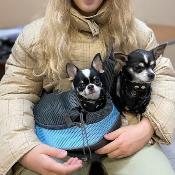 Kæledyrs hvalpebærer S/L Udendørs Rejse Hund Skuldertaske Mesh Oxford Enkelt Komfort Sling Håndtaske Tote Pose Black L