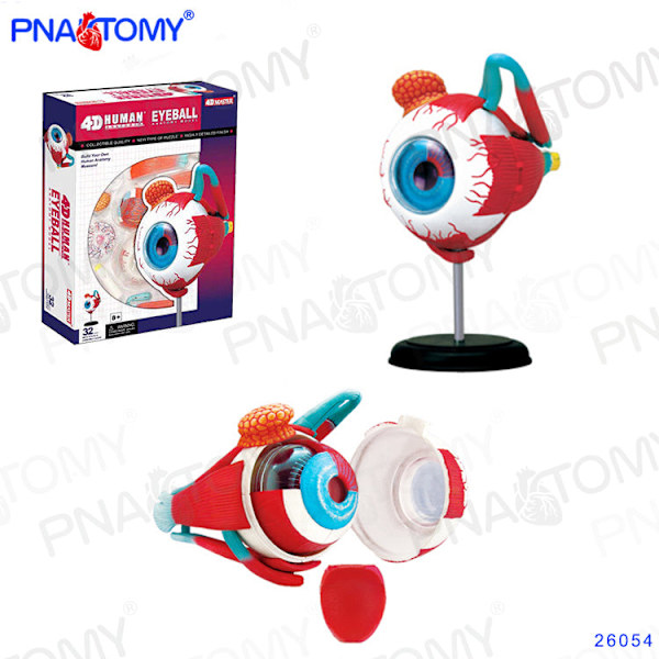 4D MASTER MENNESKELIGE ANATOMISKE MODELLER DIY LEGETØJ KROPSANATOMI UDDANNELSESVÆRKTØJ HJERNE HJERTE SKELET ØRE TORSO HÅND NÆSE KNÆLED ØJE Eye 32Parts