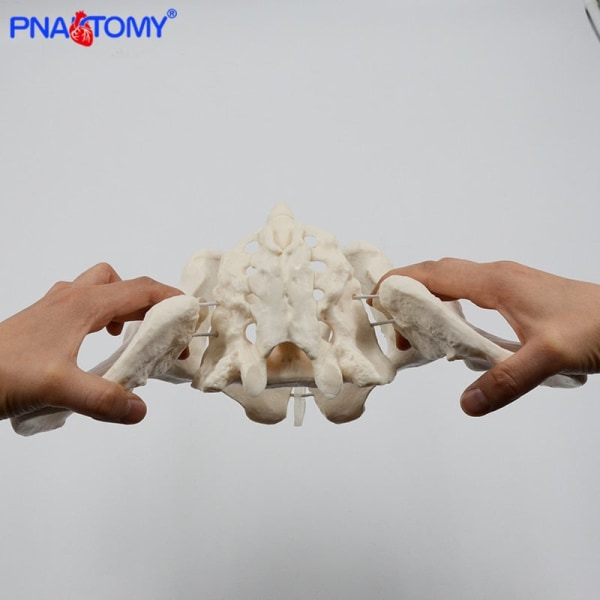 Mänsklig anatomi har höft, korsbenet och svanskotan Vetenskaplig kvinnlig bäckenmodell, rörlig, elastisk sladdlänk, bäcken i naturlig storlek,