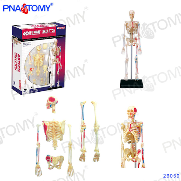 4D MASTER MENNESKELIGE ANATOMISKE MODELLER DIY LEGETØJ KROPSANATOMI UDDANNELSESVÆRKTØJ HJERNE HJERTE SKELET ØRE TORSO HÅND NÆSE KNÆLED ØJE Brain 32Parts