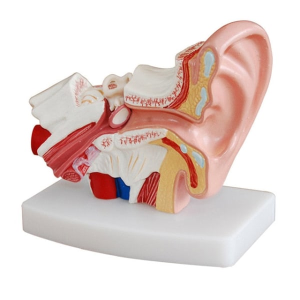 1,5 gånger anatomimodell för det mänskliga örat som visar organstrukturen hos de centrala och yttre öronen Medicinsk undervisningsstudentmaterial