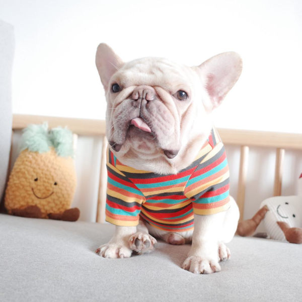 Kjæledyrklær Hund Høst Vinter Klær Strikket Stripe Orange stripe M