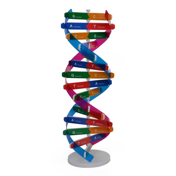 Mänsklig genetisk modell DNA Double Helix Gör själv Biologisk vetenskap Experimentutrustning Medicinsk populärvetenskap Undervisning i AIDS