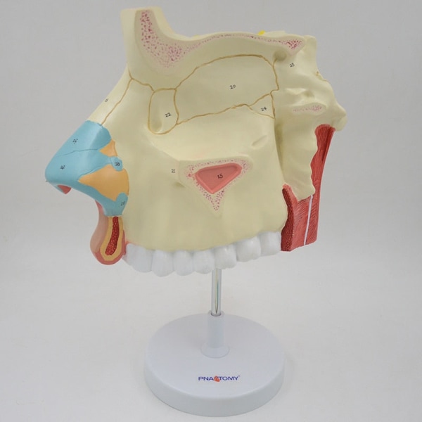 3 gånger förstorad näshålamodell Människonäsa Anatomisk modell Olfaktorisk epitel Nässkiljevägg Anatomi Medicinskt läroverktyg