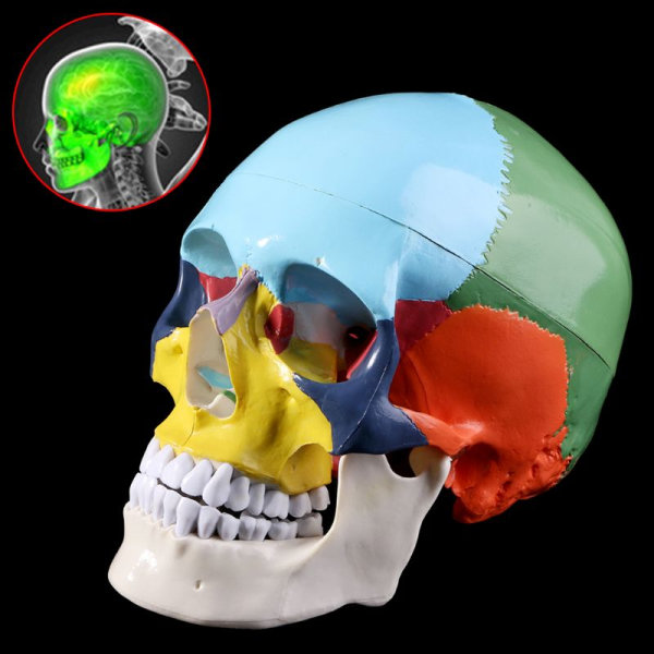 Naturlig storlek Färgrik mänsklig skalle Modell Anatomisk anatomi Medicinsk undervisning Skeletthuvud Studera Undervisningsmateriel