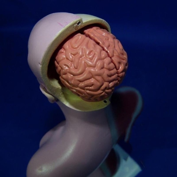 28 cm Menneskelig Torso Kropsmodel Anatomi Anatomisk Hjerte Hjerne Skelet Medicinske Indre Organer Undervisningsmateriale