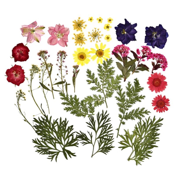 1 Förpackning Torkade Blommor Harts Naturliga Blomsterdekaler Torkad Skönhetsdekal För DIY Epoxiharts Fyllning Smyckesdekoration 17