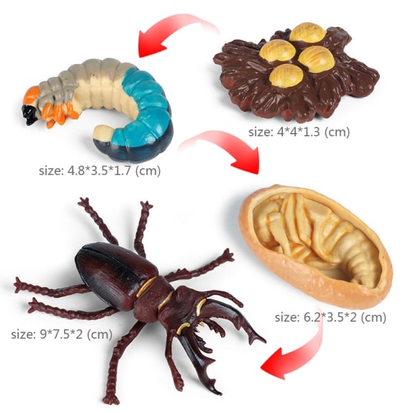 Kognitiva pedagogiska leksaker för barn Simulering Djur Insektsmodell Minidjur Fjäril Tillväxtcykel Ornament Clear