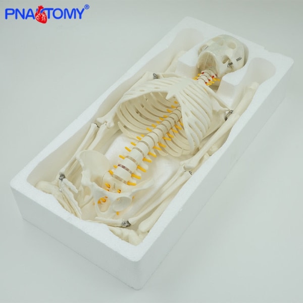 85 cm Människoskelettmodell med Flexibel Ryggrad Armar och Ben Nerver Artär Anatomiska Modeller Mänskligt Bäckenben Medicinsk Undervisning