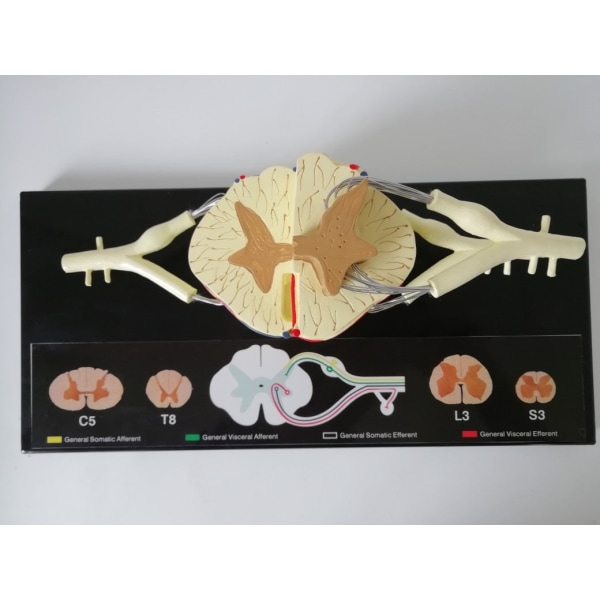 Ryggmärgsnerv Anatomisk modell 5 gånger sumal ventral dorsal coccygeal rot Undervisningsresurser
