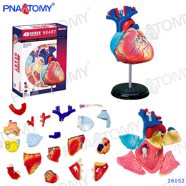 4D MASTER MENNESKELIGE ANATOMISKE MODELLER DIY LEGETØJ KROPSANATOMI UDDANNELSESVÆRKTØJ HJERNE HJERTE SKELET ØRE TORSO HÅND NÆSE KNÆLED ØJE Brain 32Parts