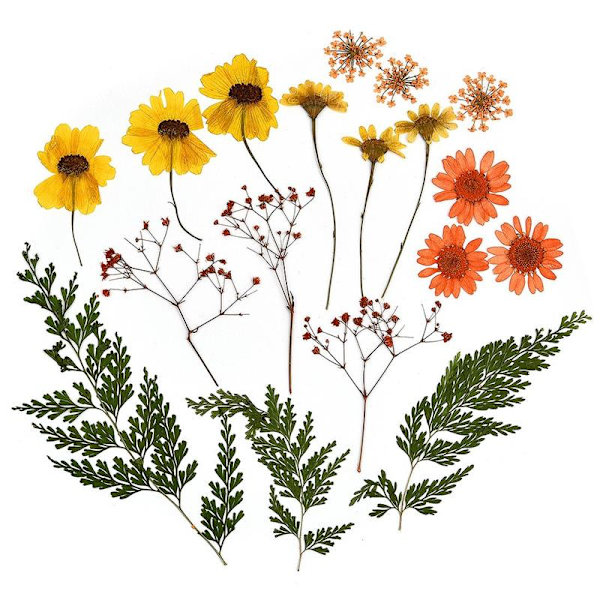 1 Förpackning Torkade Blommor Harts Naturliga Blomsterdekaler Torkad Skönhetsdekal För DIY Epoxiharts Fyllning Smyckesdekoration 18
