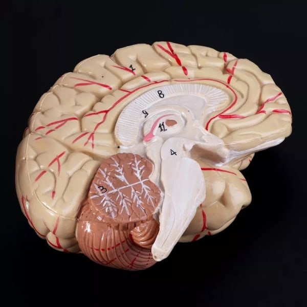 Mänsklig anatomi Huvud Skalle Hjärna Cerebral artär Anatomisk modell för undervisningsmaterial escolar