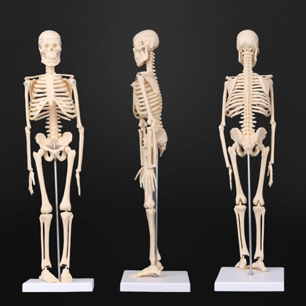 45CM Anatomisk anatomi Mänskligt skelettmodell Medicinsk Lärhjälp Anatomi mänskligt skelettmodell Partihandel Detaljhandel