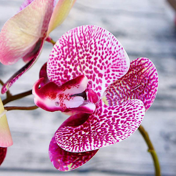 5 st 1 Bukett (6 Huvuden) Plastfjärilsorkidévaser för Heminredning Bröllop Dekorativa Växter Julklappar Låda Konstgjorda Blommor rose red