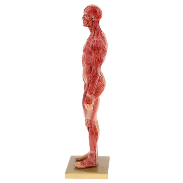 30 cm Resin Human Anatomy Muscle Skelett Model Dropshipping female