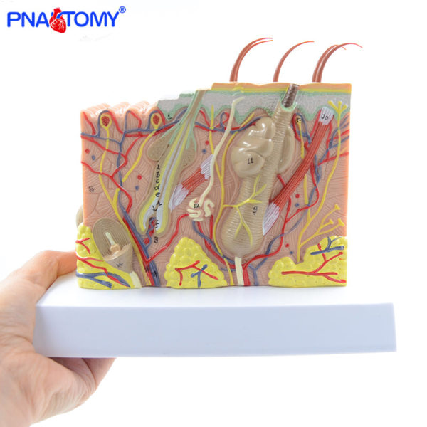 Mänsklig hudstruktur modell 35 gånger förstorad plast Hårlagerstruktur Anatomisk modell Medicinskt läroverktyg med manual