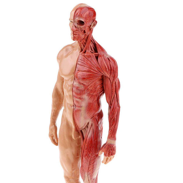 30cm Resin Menneskelig Anatomi Muskel Skjelett Modell Dropshipping female
