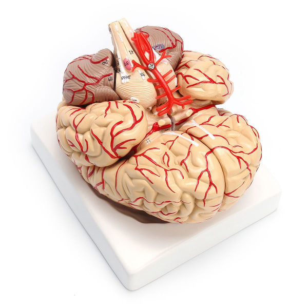 1: 1 Naturlig storlek Human Anatomical Brain Pro Dissection Medical Organ Teaching Model