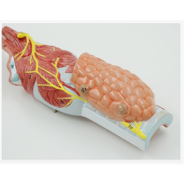 Människomodell Medicinsk Mänsklig larynxmuskel Larynxbrosk Hals Hals Oral sköldkörtel Anatomi Modell Läromedel Ent