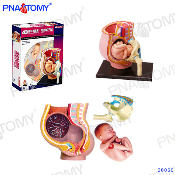 4D MASTER IHMISEN ANATOMISET MALLIT DIY-LELUT KEHON ANATOMIAN OPETUSTYÖKALU AIVOT SYDÄN LUUROKO KORVA VARTALO KÄSI NENÄ POLVINIVEL SILMÄ Brain 32Parts