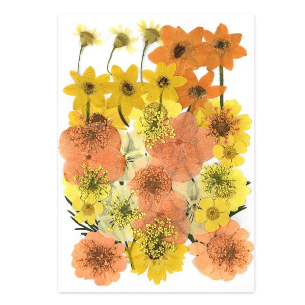 1 pakke tørkede blomster harpiks naturlige blomster klistremerker tørr skjønnhetsdekal for DIY epoksyharpiks fylling smykker dekorasjon 24